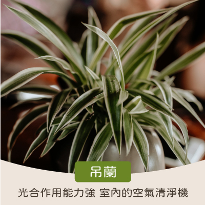 淨化室內空氣植物:吊蘭