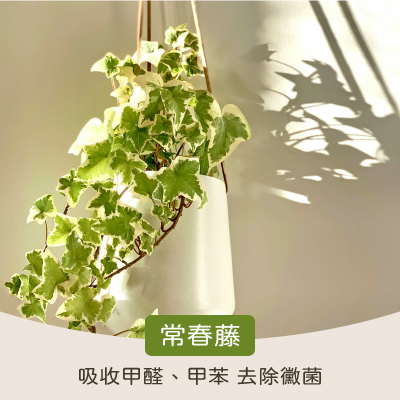 淨化室內空氣植物:常春藤