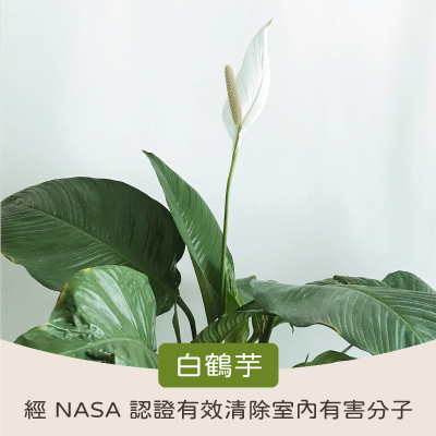 淨化室內空氣植物:白鶴芋