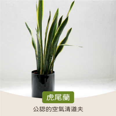 淨化室內空氣植物:虎尾蘭