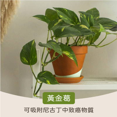 淨化室內空氣植物:黃金葛