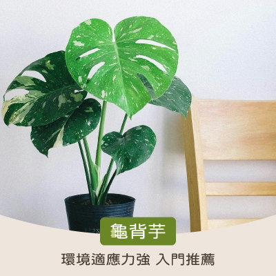 淨化室內空氣植物:龜背芋